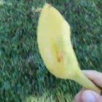 Giving a snapping turtle a snack