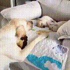 This is the purest form of love you'll ever see