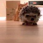 Please leave me be and soz if you don’t