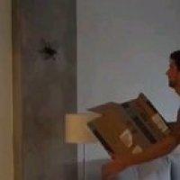 What could go wrong trying to catch a spider