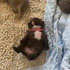 this is a video of a puppy dreaming