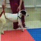 Don’t call it comeback.