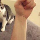 cat wasn&rsquo;t takin anymore of it