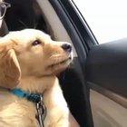 First car ride for the little one