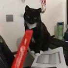 Cat has been captured.