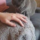 Old Lady Smudge took a while to warm up to us. She now politely asks us to stroke her, but only lets us do it for five seconds before she’s had enough.