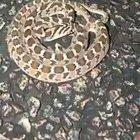 🔥 Defensive Display of the Rhombic Egg-eater (Dasypeltis Scabra) 🔥