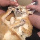Just a tiny fox enjoying scritches