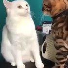 oh no, what have i done.