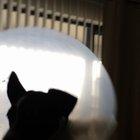 Not even the cone of shame could slow her down