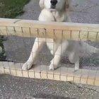 The happiest of goodboys