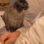 If I Could Only Find Someone That Looks At Me The Way This Cat Looks At Its Human