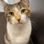 I’d let him eat again 🥺