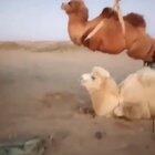 Loading camels onto a truck.