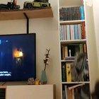 My cat did what the empire couldn't.. Bye bye millennium falcon.. At least I get to assemble it again