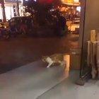 This cat's playing life at 500 ping