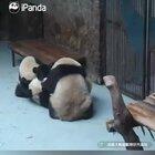 A panda a day keeps the sorrow away