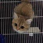 Puss in boots, is that you?