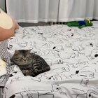 A time lapse of a cat through the day