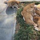 Лежбище котиков