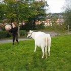 This cow is like a giant doggo
