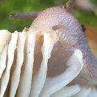 🔥 A hungry snail