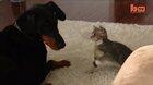 Adorable kitten uses ninja skills on helpless Doberman.