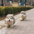 Who loves Marshmallows? ☺🤗🐶