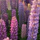 🔥 Lupins in full bloom in New Zealand 🔥