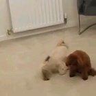 Poodle steals blueberry from dog sibling. A mad lad good boi