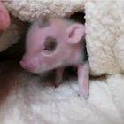 Illegally Smol Piglet