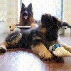 Like father like son