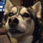 Husky arguing with his owner