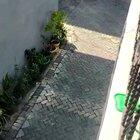 What monkey? Oh that monkey.