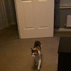 Pancake the jumpy cat