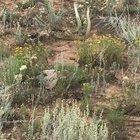 Two Rattle Snakes fighting... in my parents’ backyard in Colorado