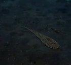 Octopus have the ability to squeeze into small holes