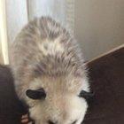 May I offer you a grape in these trying times?