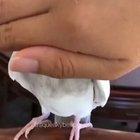 Peekaboo birb! (sound on, he's so cute)