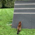 King of the Mountain