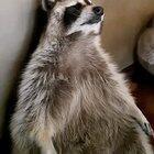 Raccoon is tired