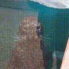 Seal plays peek-a-boo