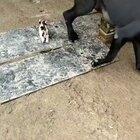 This is no big deal. I nursed Romulus and Remus; now THAT was something!