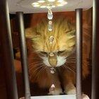 Cat Is Amazed By A Trippy 