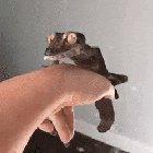 The leaf-tailed gecko looks otherworldly