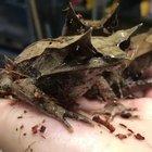 🔥 Malayan leaf frogs with their camouflage