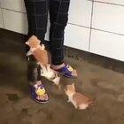 All these cute kittens are disturbing in the kitchen. But they are all so cute.