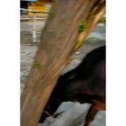 This man from India, regularly feed stray cows during lockdown.