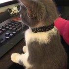 Gigabyte is very into games, and doesn’t even walk on the keyboard! She will sit on my friends lap while he plays exactly like this