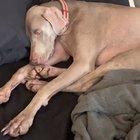 Recognizes the song immediately